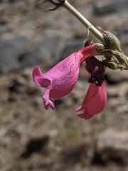 Penstemon floridus floridus