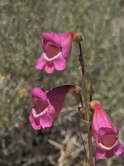 Penstemon floridus floridus