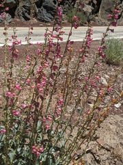 Penstemon floridus floridus