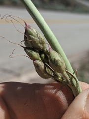 Penstemon floridus floridus