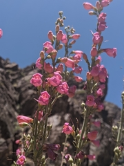 Penstemon floridus floridus
