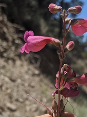 Penstemon floridus floridus