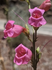 Penstemon floridus floridus