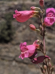 Penstemon floridus floridus