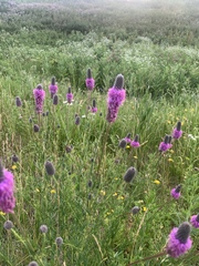 Dalea purpurea