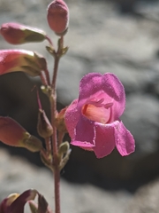 Penstemon floridus floridus