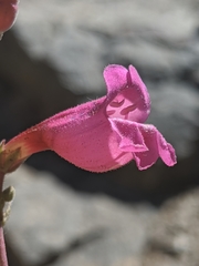 Penstemon floridus floridus
