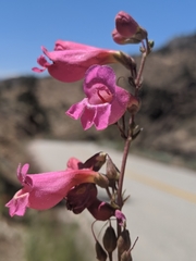 Penstemon floridus floridus