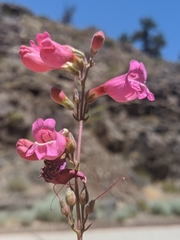 Penstemon floridus floridus