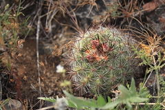 Pediocactus nigrispinus