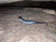 Plethodon kentucki