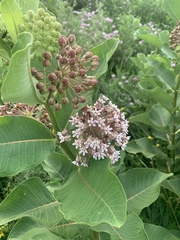 Asclepias syriaca