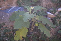 Solanum citrinum