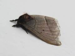 Hemileucinae