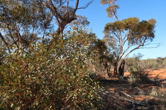 Eucalyptus oleosa
