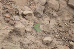 Callophrys affinis