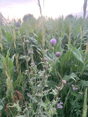Cirsium arvense