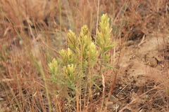 Castilleja thompsonii