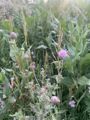 Cirsium arvense