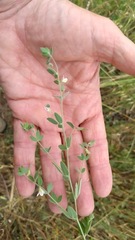Acmispon americanus americanus