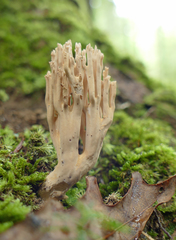 Ramaria conjunctipes
