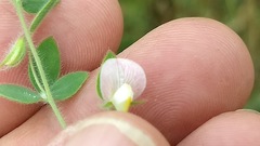 Acmispon americanus americanus