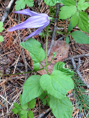 Clematis occidentalis grosseserrata
