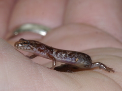 Desmognathus wrighti