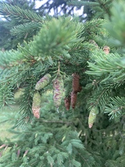 Picea glauca