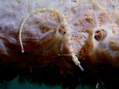 Corythoichthys intestinalis