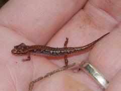 Desmognathus wrighti
