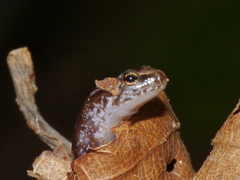 Desmognathus wrighti