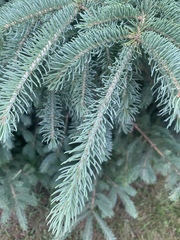 Picea glauca