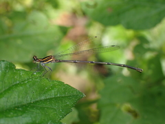 Prodasineura autumnalis