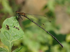 Prodasineura autumnalis