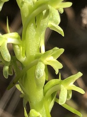 Platanthera michaelii