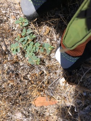 Euphorbia ocellata