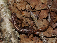 Desmognathus wrighti