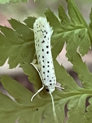 Yponomeuta multipunctella