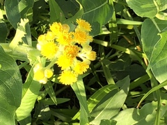 Tephroseris palustris