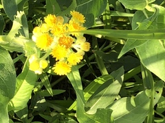 Tephroseris palustris