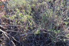 Pimelea microcephala