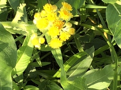 Tephroseris palustris