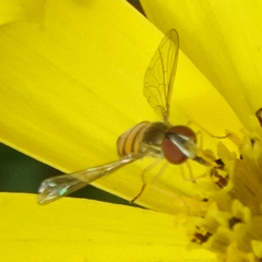 Toxomerus marginatus