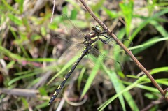 Cordulegaster obliqua