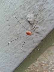 Pseudogagrella splendens