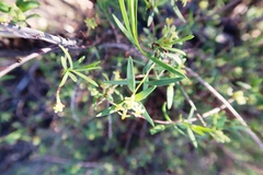 Pimelea microcephala