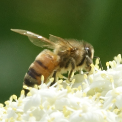 Apis mellifera