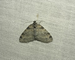 Lobophora nivigerata