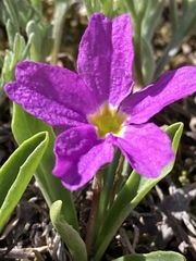 Primula angustifolia